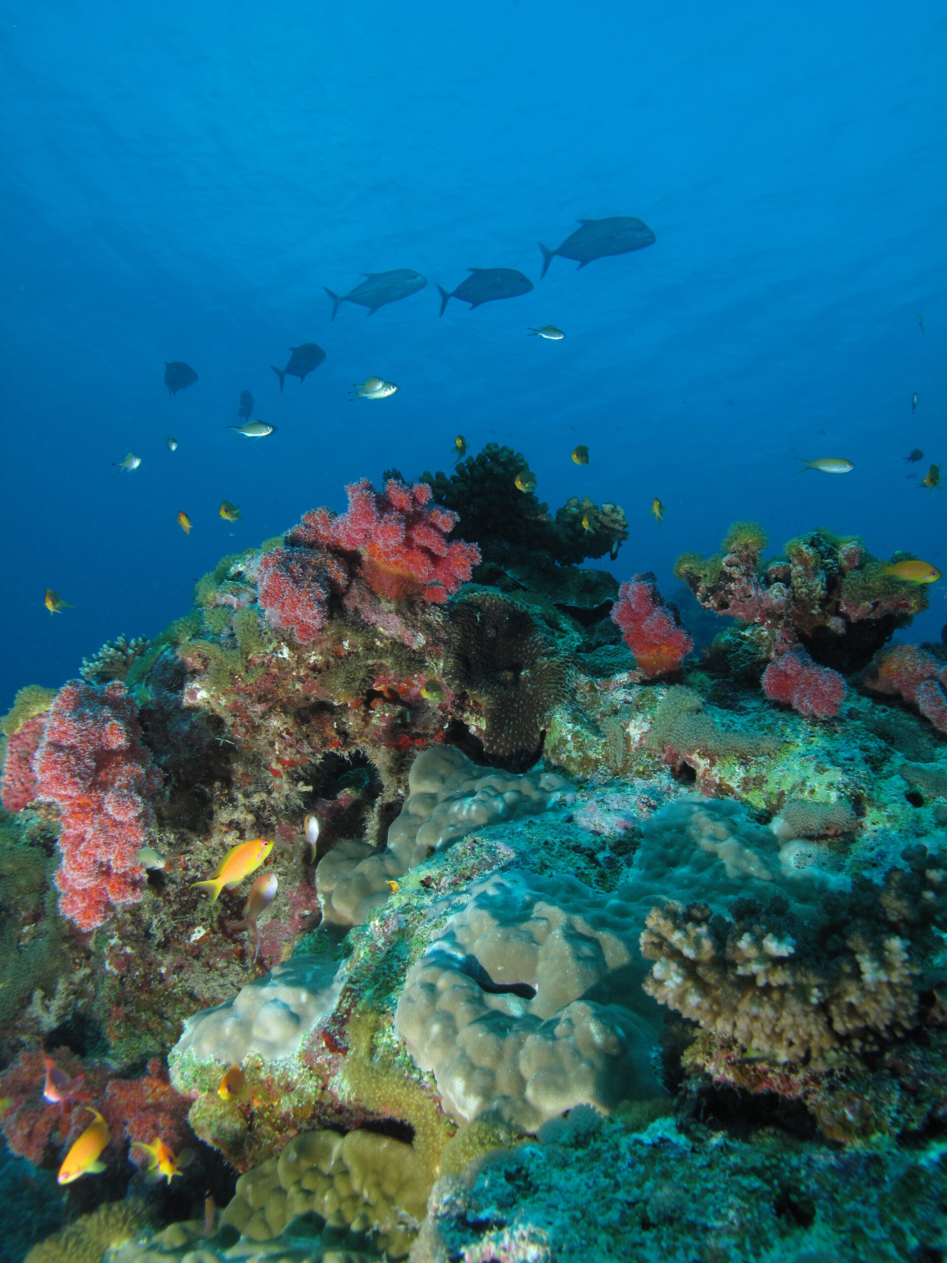  Scattered Islands: two scientific missions to better understand marine biodiversity and connectivity 